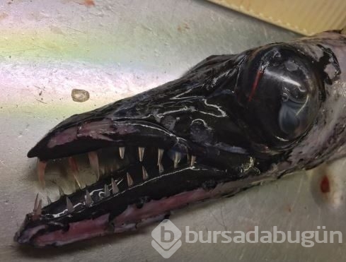 Derin sularda yaşayan korkunç canlılar