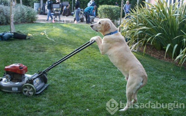 İnsan olduğunu düşünen köpekler