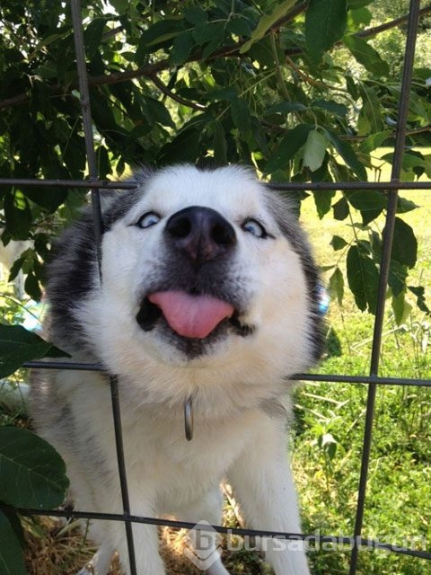 İnsan olduğunu düşünen köpekler