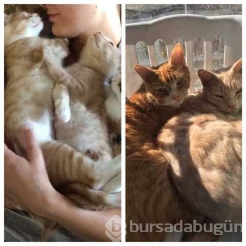 Kendileri değişse de dostlukları hiç değişmeyen hayvanlar