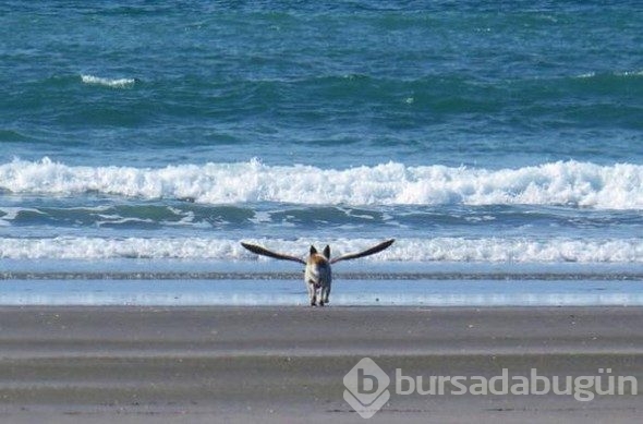 Bu fotoğraflara en az iki kez bakın