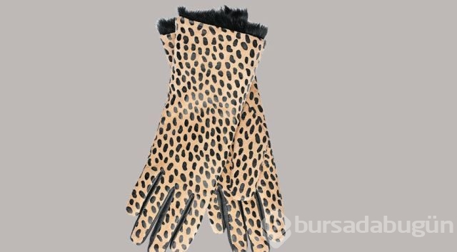 Leoparlar şehre indi!