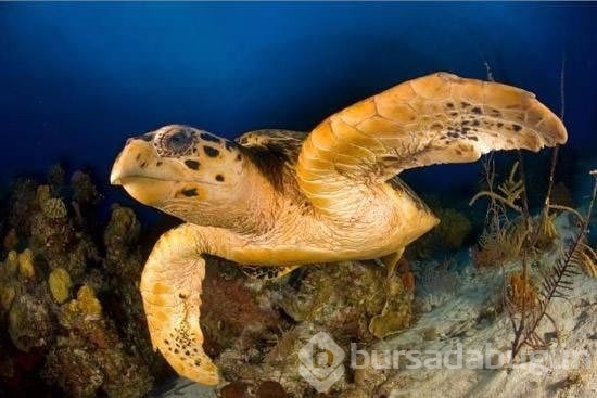 İçinizi ısıtacak muhteşem fotoğraflar