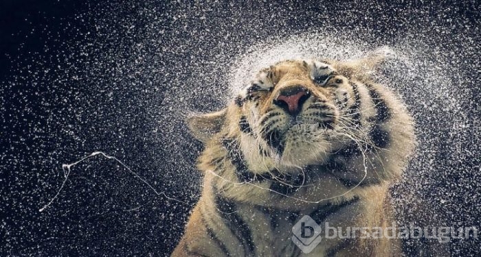 İçinizi ısıtacak muhteşem fotoğraflar