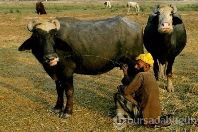 Dünyanın en ilginç fotoğrafları