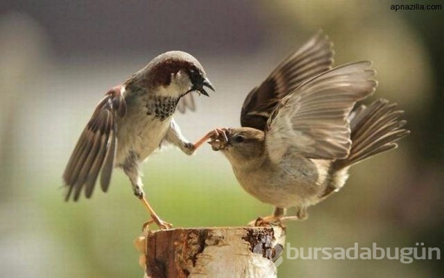 Dünyanın en ilginç fotoğrafları