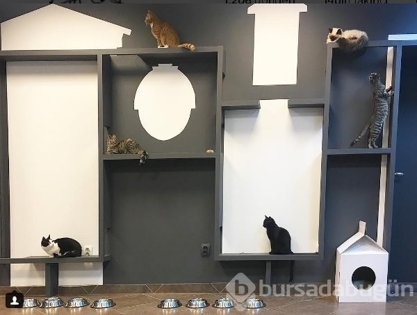 Bu kafe sadece kediler için