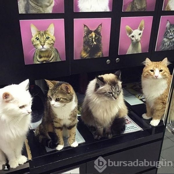 Bu kafe sadece kediler için