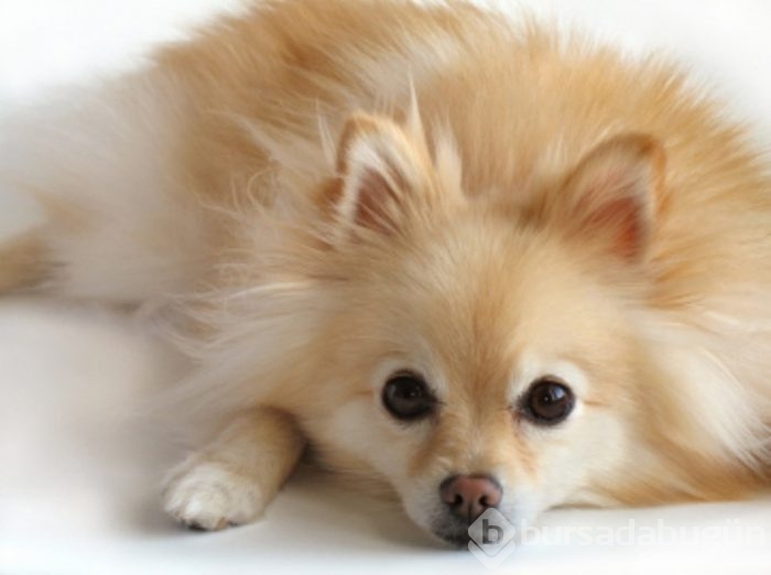 Sosyetede 'Pomeranian' modası