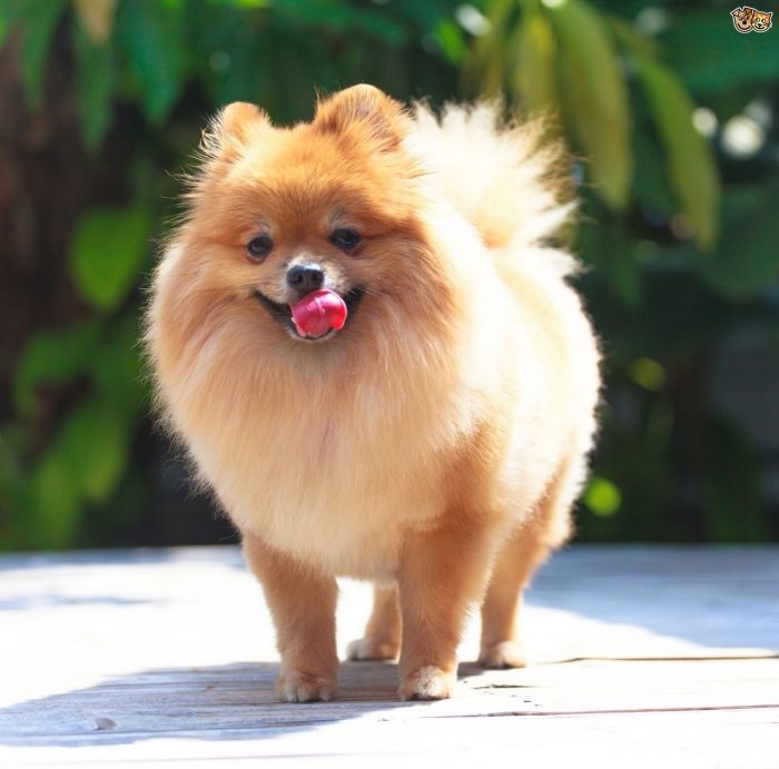 Sosyetede 'Pomeranian' modası