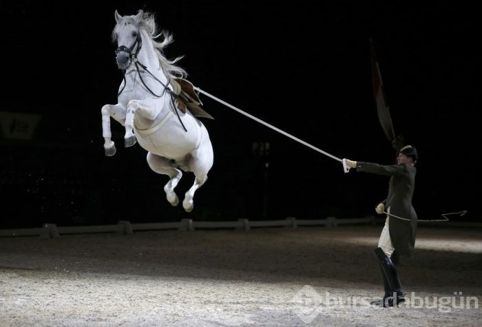 Yılın en sevimli hayvan fotoğrafları