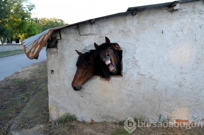 Yılın en sevimli hayvan fotoğrafları
