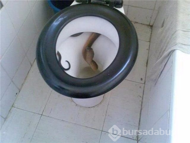 En kötü 10 tuvalet kabusu!