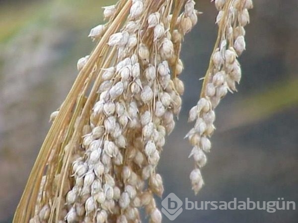 Kadınlar için olmazsa olmaz 5 besin