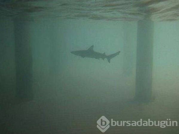 Su altının inanılmaz fotoğrafları
