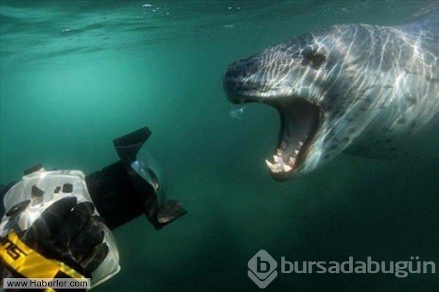 Su altının inanılmaz fotoğrafları