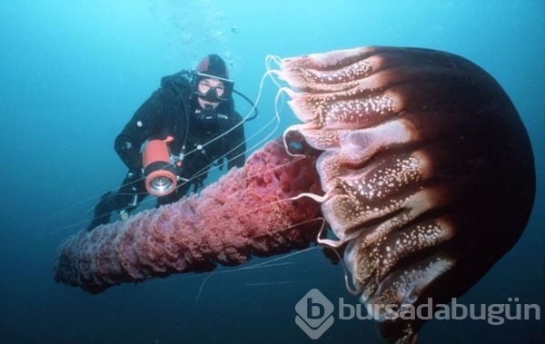 Su altının inanılmaz fotoğrafları