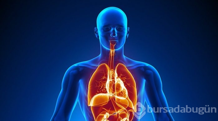 İnsan vücudunda yeni bir organ keşfedildi
