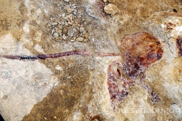 Dinozorların tükenmeyen nesli