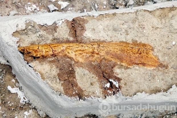 Dinozorların tükenmeyen nesli