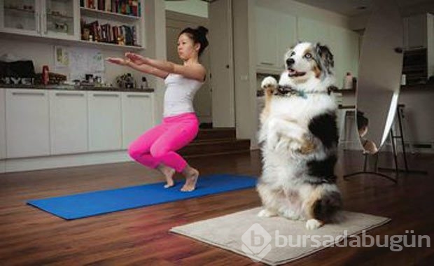 Sevimli hayvanlardan yoga pozisyonları