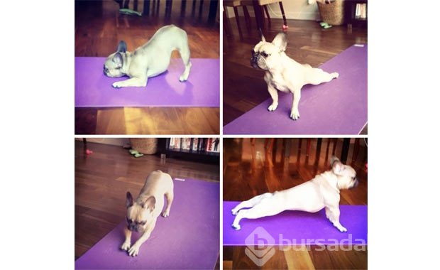 Sevimli hayvanlardan yoga pozisyonları