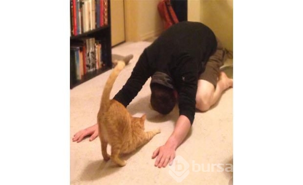 Sevimli hayvanlardan yoga pozisyonları