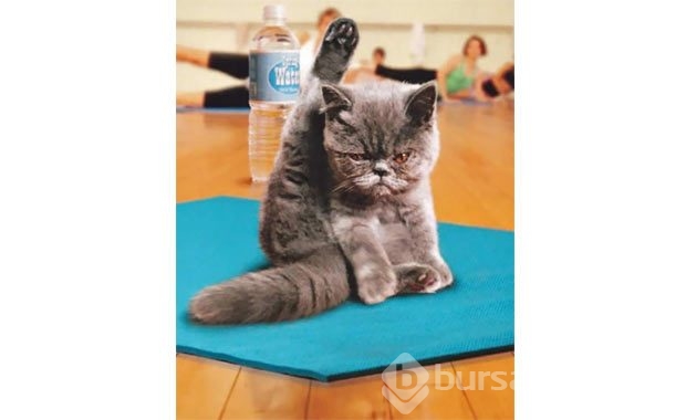 Sevimli hayvanlardan yoga pozisyonları