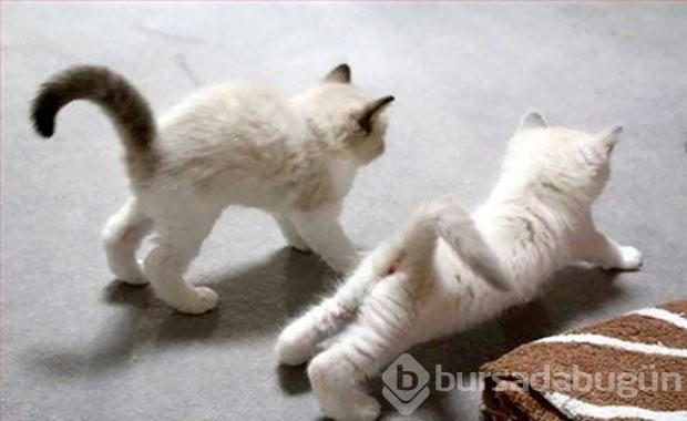 Sevimli hayvanlardan yoga pozisyonları