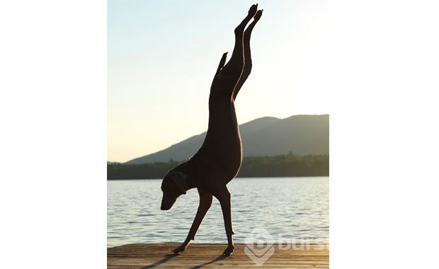 Sevimli hayvanlardan yoga pozisyonları