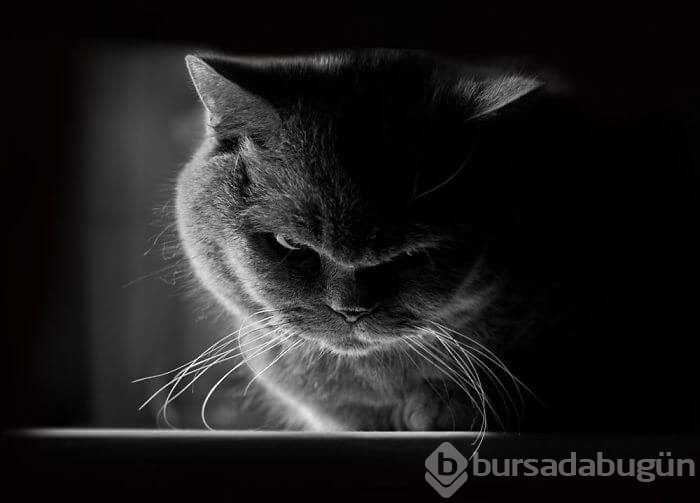 Dünyanın en asabi kedileri