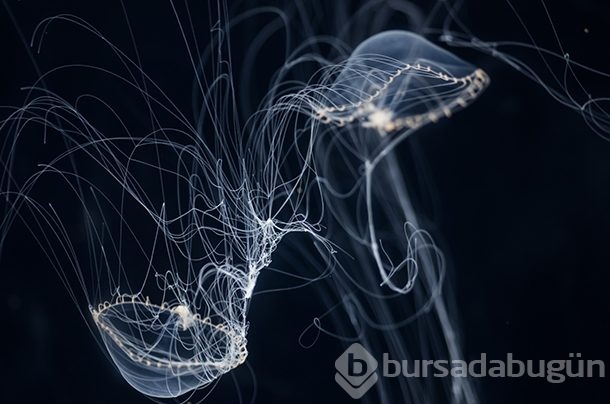 Farklı süper güçlere sahip 10 ilginç hayvan