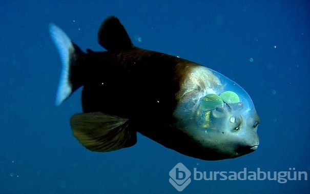 Doğa mucizesi şeffaf yaratıklar