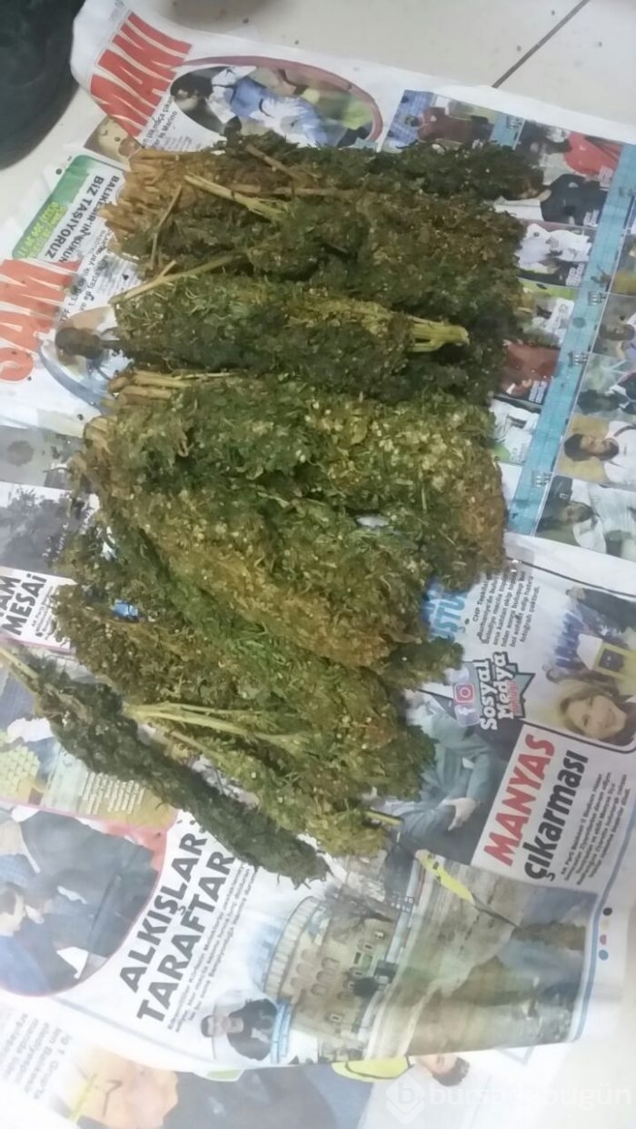 Esrarın turşusunu kurdular
