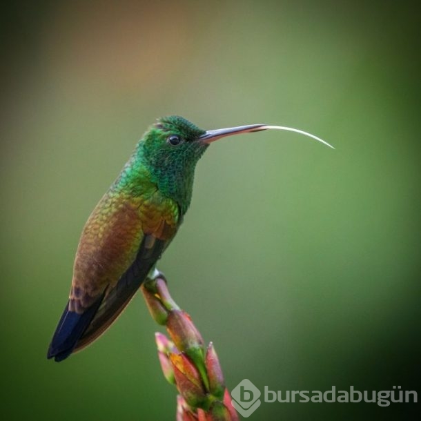 Nadir görülen kuşlar işte böyle fotoğraflandı