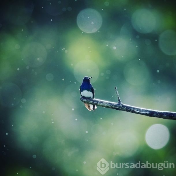 Nadir görülen kuşlar işte böyle fotoğraflandı