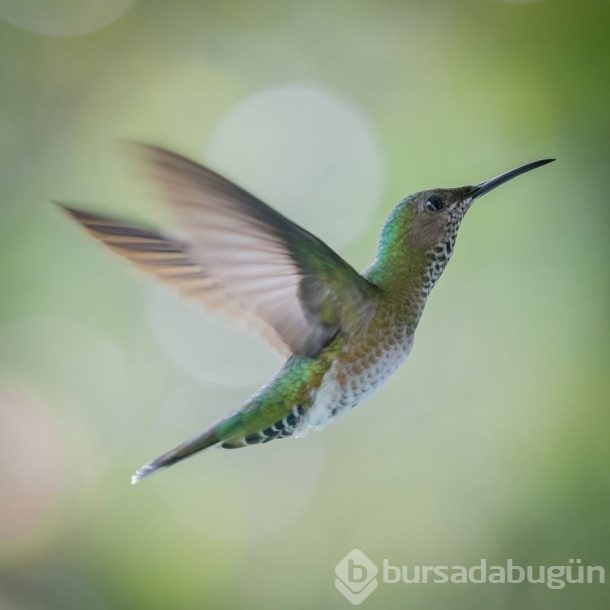 Nadir görülen kuşlar işte böyle fotoğraflandı