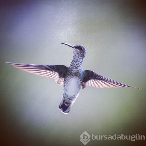 Nadir görülen kuşlar işte böyle fotoğraflandı
