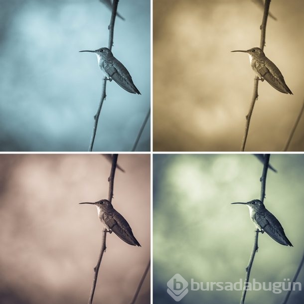 Nadir görülen kuşlar işte böyle fotoğraflandı