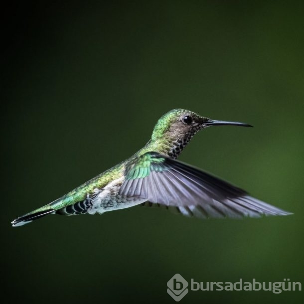 Nadir görülen kuşlar işte böyle fotoğraflandı