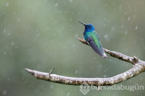 Nadir görülen kuşlar işte böyle fotoğraflandı