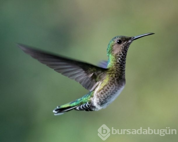 Nadir görülen kuşlar işte böyle fotoğraflandı