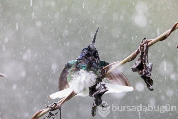 Nadir görülen kuşlar işte böyle fotoğraflandı