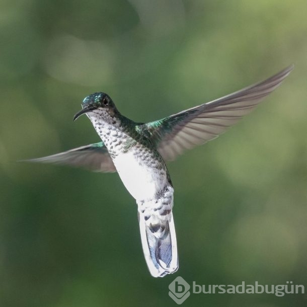 Nadir görülen kuşlar işte böyle fotoğraflandı