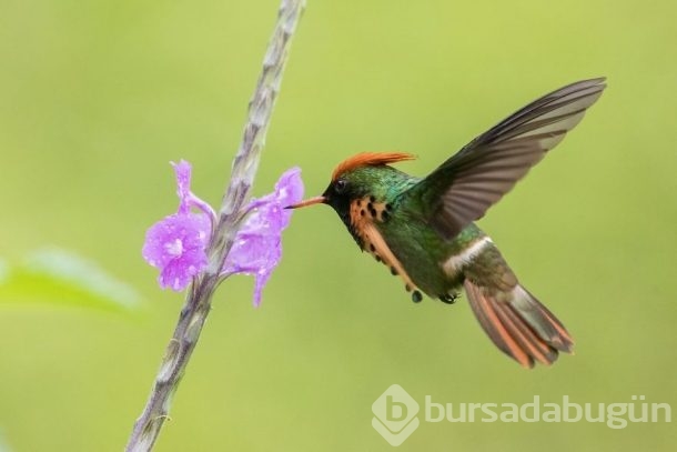 Nadir görülen kuşlar işte böyle fotoğraflandı