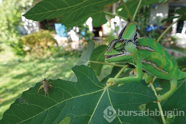 National Geographic'in Çocuk Fotoğraf Yarışması'nı kazanan küçük fotoğrafçılar