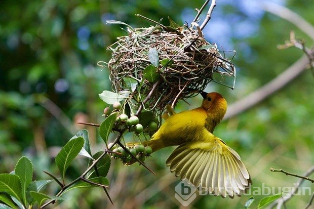 National Geographic'in Çocuk Fotoğraf Yarışması'nı kazanan küçük fotoğrafçılar