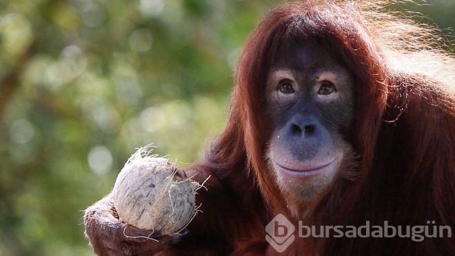 Orangutanlar tabletten eş seçiyor!