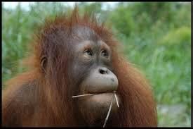 Orangutanlar tabletten eş seçiyor!