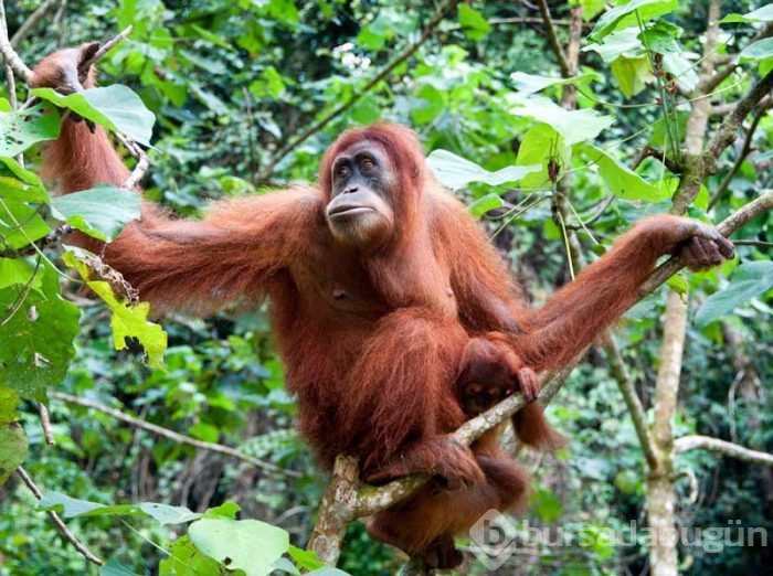 Orangutanlar tabletten eş seçiyor!